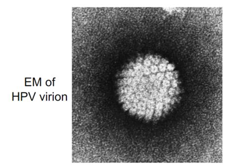 Microbiology Ch 6 Papillomavirus Flashcards Quizlet