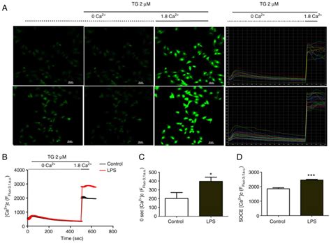 Activation Of STIM1 Orai1mediated SOCE In Sepsisinduced Myocardial