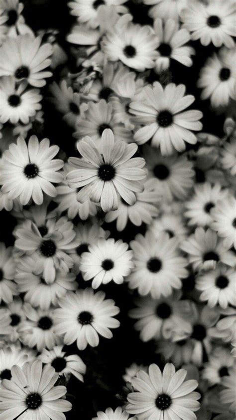 White Flowers Wallpapers - Top Free White Flowers Backgrounds ...