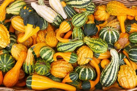 A Beginner’s Guide to Gourd Varieties - Minneopa Orchards