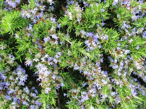 开花的迷迭香迷迭香属officinalis 库存图片 图片 包括有 绿色 地中海 医药 新鲜 28062559