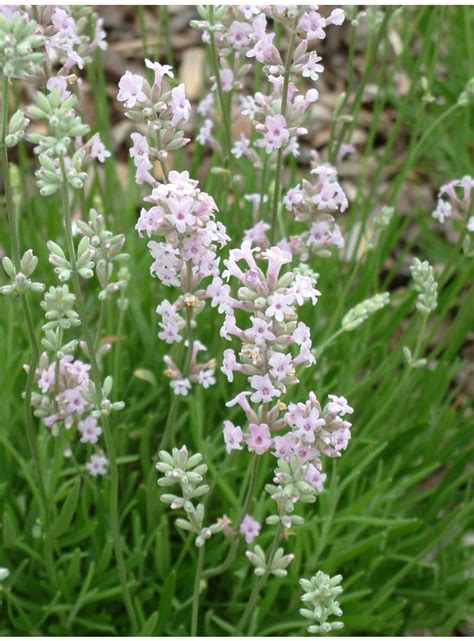 Lavandula Angustifolia Rosea The Beth Chatto Gardens Plants Lavandula Lavandula Angustifolia