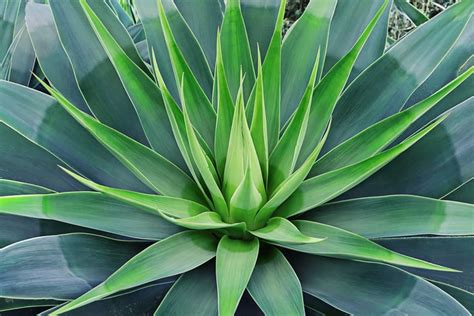 How To Grow And Care For Agave In Your Garden A Step By Step Beginners