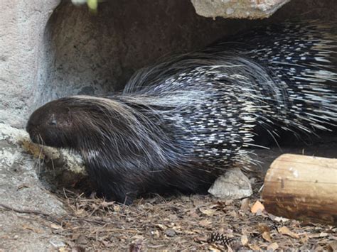 Hystrix Africaeaustralis Cape Porcupine In Zoos