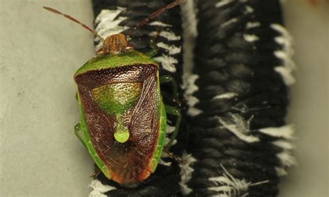 Types Of Stink Bugs You Should Know Epic Gardening