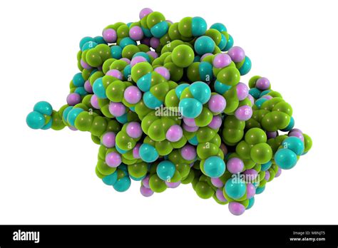 Lysozyme molecule, computer illustration. Lysozymes are enzymes found ... 