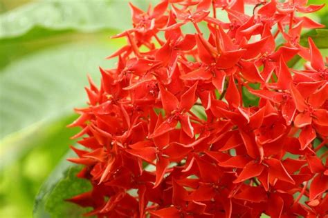 Growing Ixora In Pots Planting Guide Gardening Tips