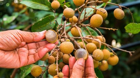 Mata Kucing Vs Longan Macam Mana Nak Bezakan Sebelum Beli Bidadari My