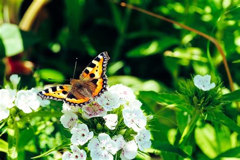 Borboleta Inseto Asas Foto Gratuita No Pixabay Pixabay