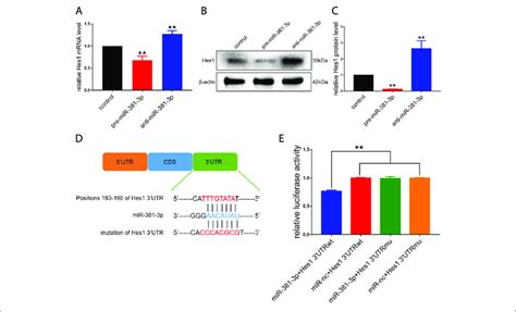 Hes Is A Functional Target Gene Of Mir P In Rpcs A C Qpcr