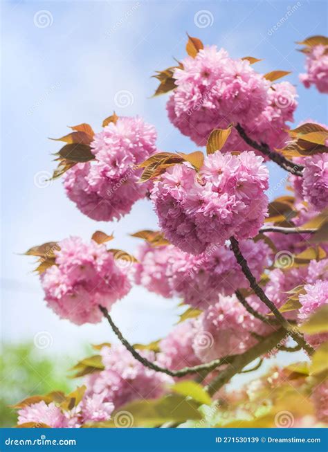 Fleur De Sakura Dans Un Jardin Japonais Festival De Printemps Hanami