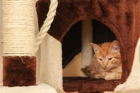 4 симптомов лямблиоза у кошек - причины и лечение