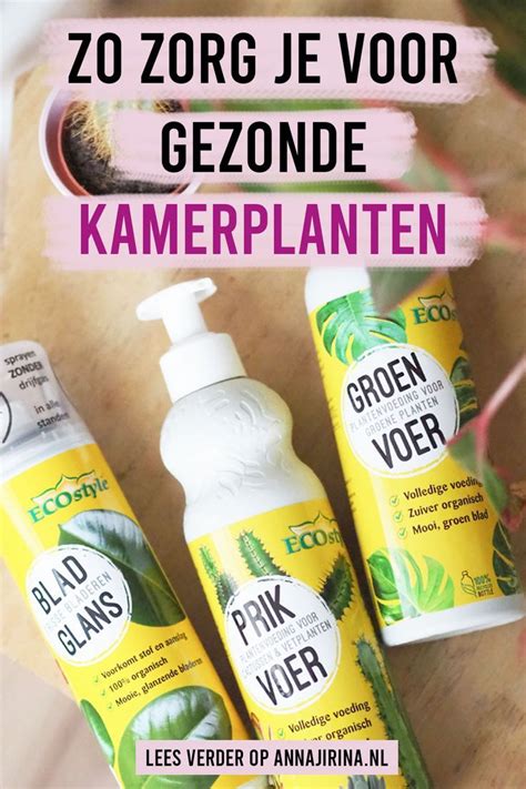 Geen Groene Vingers Tips Voor Gezonde Kamerplanten Artofit