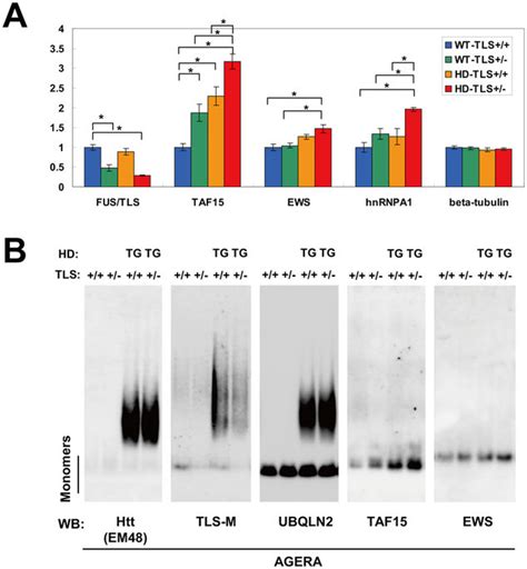 Protein Levels Of Taf And Ews Were Up Regulated In Fus Tls Depleted