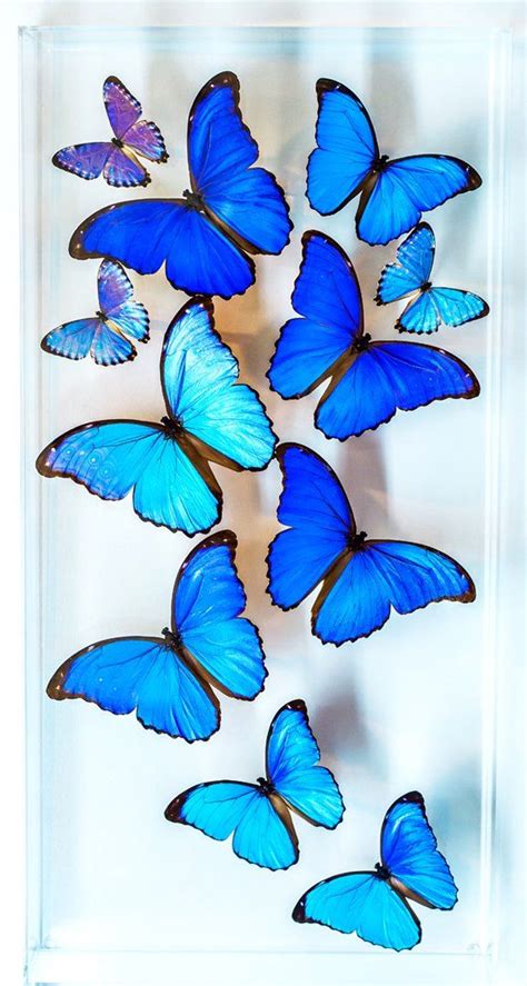 Tumblr Blue Morpho Butterfly Wallpaper - Download Free Mock-up