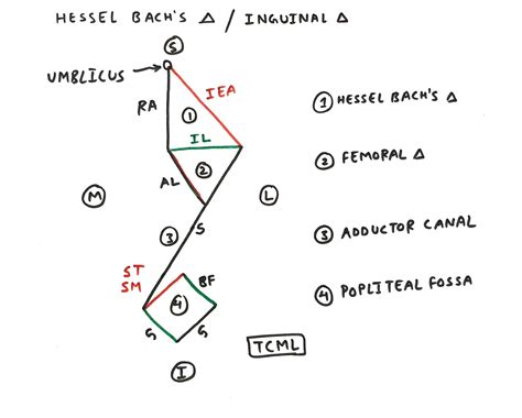 Hesselbachs Triangle TCML The Charsi Of Medical Literature