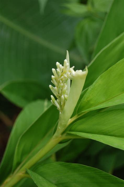 Рашна Alpinia Galangal