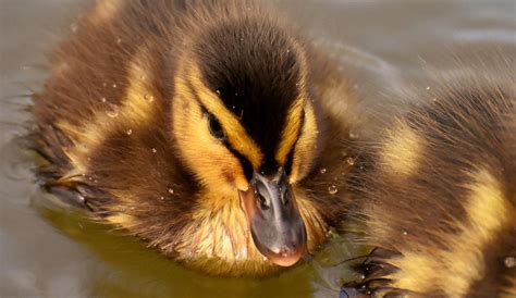 Mallard Ducklings Duck - Free photo on Pixabay