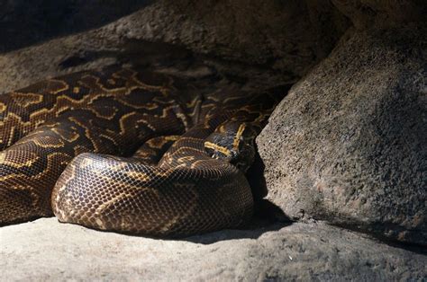 8 Burmese Python Morphs & Colors (With Info & Pictures) | PangoVet