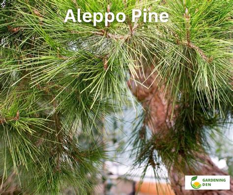 Aleppo Pine - Plant Care and Growing Guide - Gardening Den