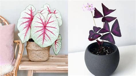 8 of the best indoor plants to buy online if you want to bring the ...