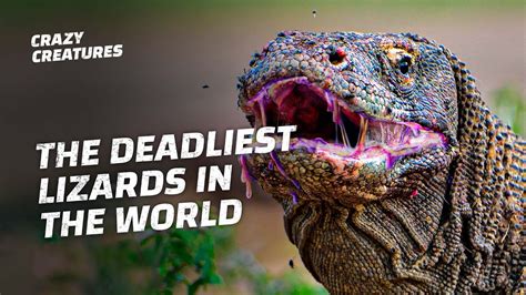 Komodo Dragons The Deadliest Lizards In The World Youtube