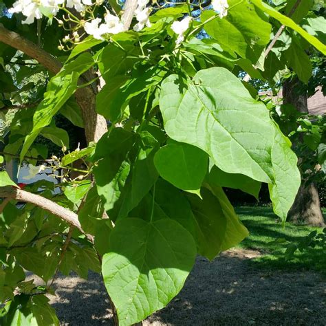 Kentucky Coffee Tree Leaves - KENTUCKY COFFEE TREE - GYMNOCLADUS dioica ...