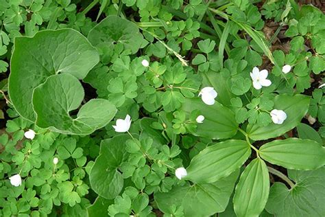 Invasive Ground Cover Michigan Ground Cover Good