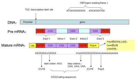 Igv——基因组可视化：高阶教程数据分析import 开放原子开发者工作坊