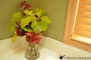 How To Overwinter Coleus Plants Indoors Easy Ways