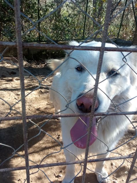 Charly Mix Maremmano Chiuso In Un Box Del Canile Cane A Piacenza In Regalo