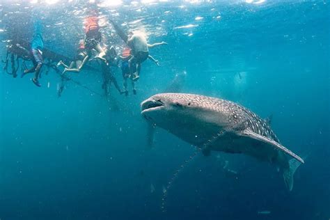 Scuba Diving Whale Sharks Cebu | Fasci Garden