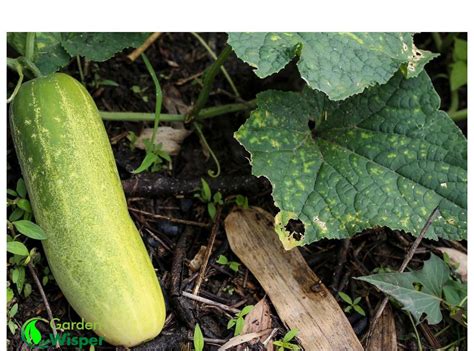 9 Cucumber Pests You Need To Watch Out For Garden Wisper