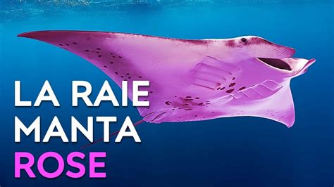 Les Chercheurs Ont Compris Pourquoi Cette Raie Manta Est Rose 7