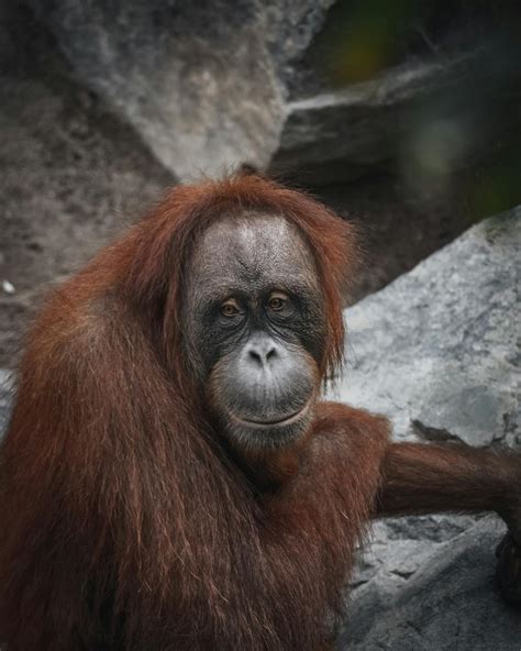 Close-up Photo of an Orangutan · Free Stock Photo