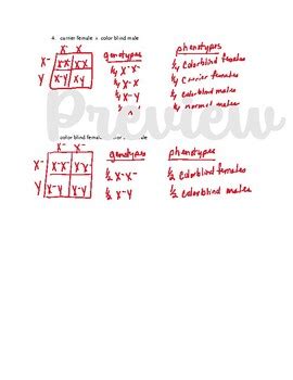 Biology Genetics Sex Linked Punnett Squares With Answer Key TPT