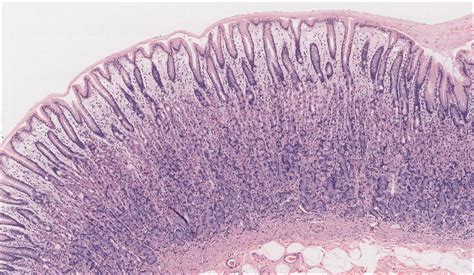 Stomach Layers Histology