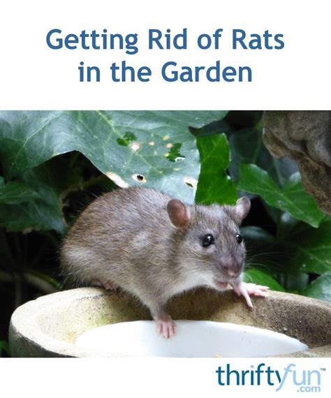 Getting Rid of Rats in the Garden? | ThriftyFun