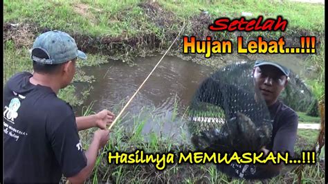 Sepat Siam Setelah Hujan Lebat Hasilnya Memuaskan Jingga Fishing