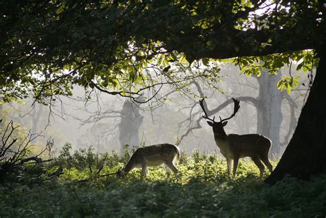 Fond Décran Faune Mammifère Arbre Herbe Des Bois Parc National