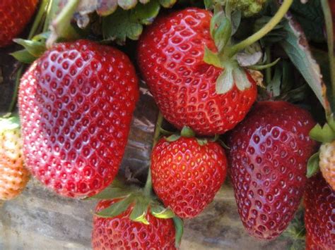 Strawberry Picking In San Diego Carlsbad U Pick Strawberry Fields