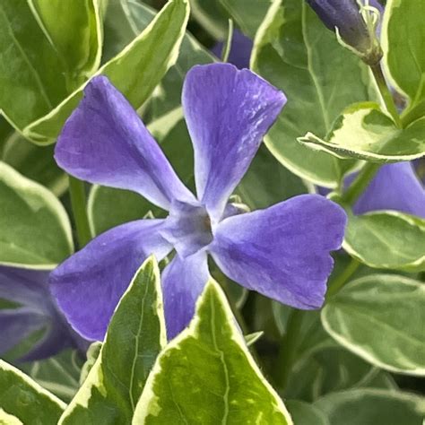 Vinca major 'Variegata' - Harley Nursery