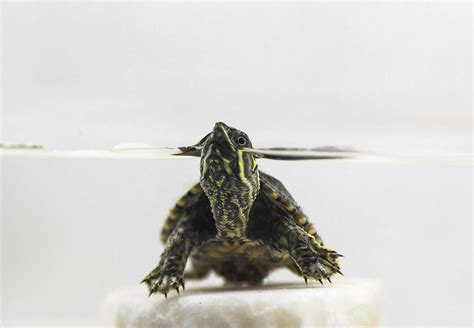 Common Musk Turtle Care Guide Varieties Lifespan And More With