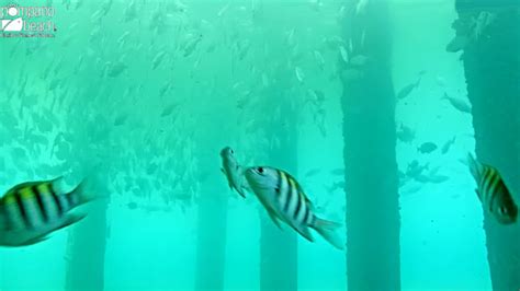 Pompano Beach Underwater Pier Webcam