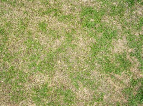 How Much Does Artificial Grass Cost? - Pro Tool Reviews