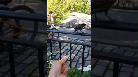 Bird Goes SEXUAL NUDE Women YouTube