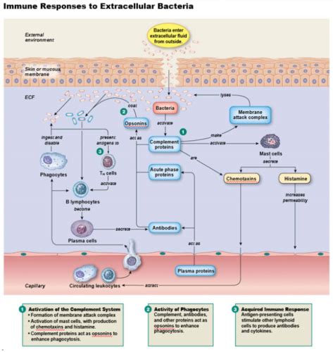 BIO Immune System Flashcards Quizlet