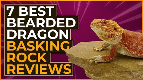 Best Bearded Dragon Basking Rock Reviews With Pictures Youtube