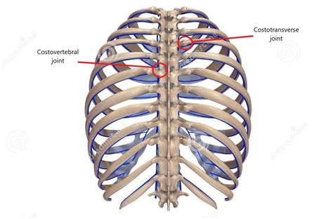 Rib Pain What You Need To Know Physiovive