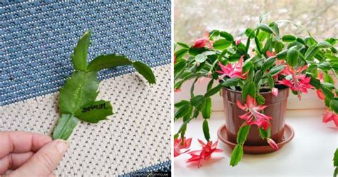 How To Propagate A Christmas Cactus The Right Way